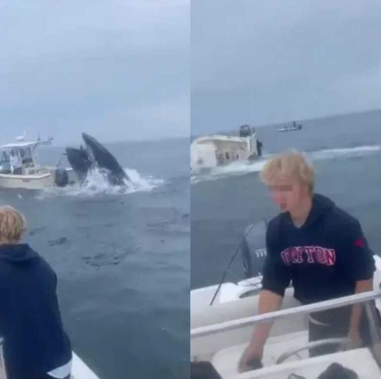 Inglaterra: una ballena dio vuelta y hundió un barco