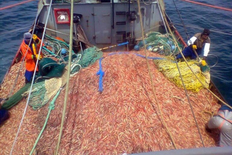 Rawson: Récord en la pesca de langostino con 106 mil toneladas